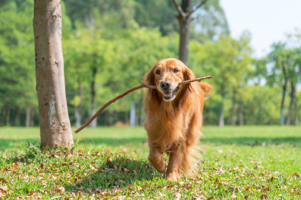istock Golden Retriever running on grass with branch in mouth 1430732225