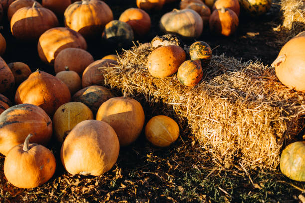 istock Pumpkins on the ground in the rural 1430733055