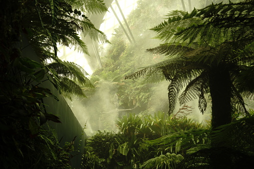 Tropical fern, mist, palm trees