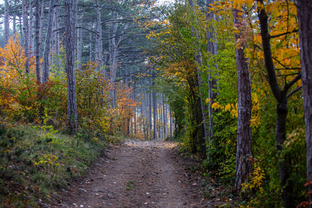 misty autumn forest in the morning