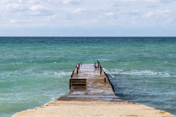 istock Cormorants are on a wet concrete breakwater 1430736445
