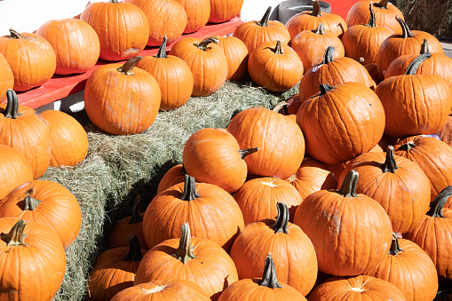 Pumpkins on display for sale for the autumn season in southern Montana in western USA.