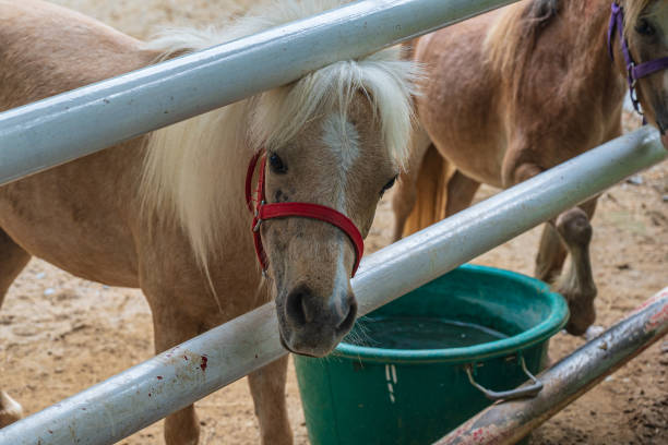 istock little Pony behind the iron fence 1430739270