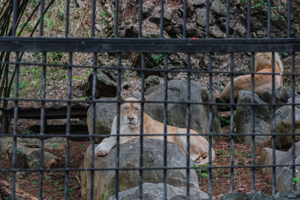 istock Female lion behind the cage 1430739276