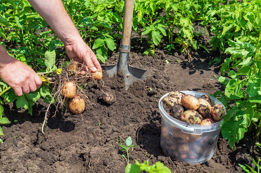 Close up of toddler picking fresh potatoes from home garden