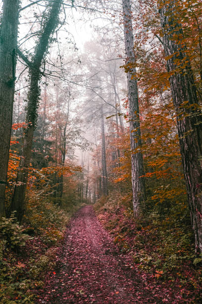 istock misty autumn forest in the morning 1430739522