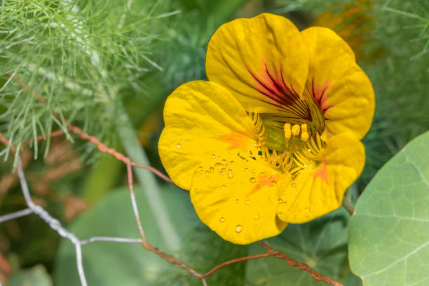 Yellow garden nasturtium (Tropaeolum magus) flower in the early morning, Cape Town, South Africa stock photo