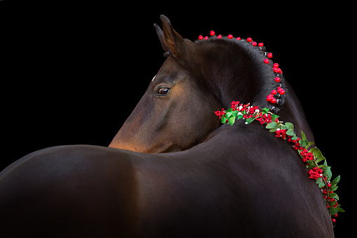 Bay horse in christmas decoration on black background