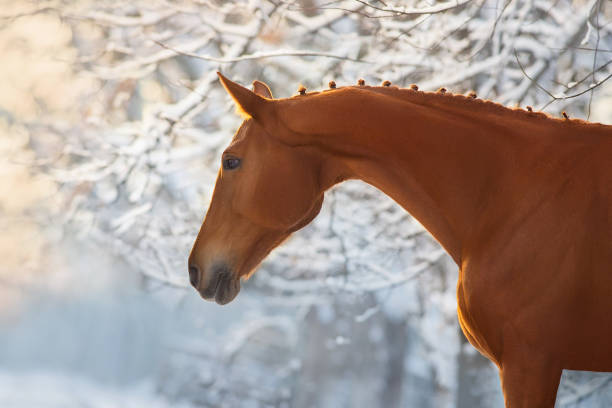 istock Horse in winter snow at sunset 1430742332
