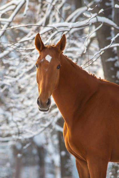 istock Horse in winter snow at sunset 1430742333