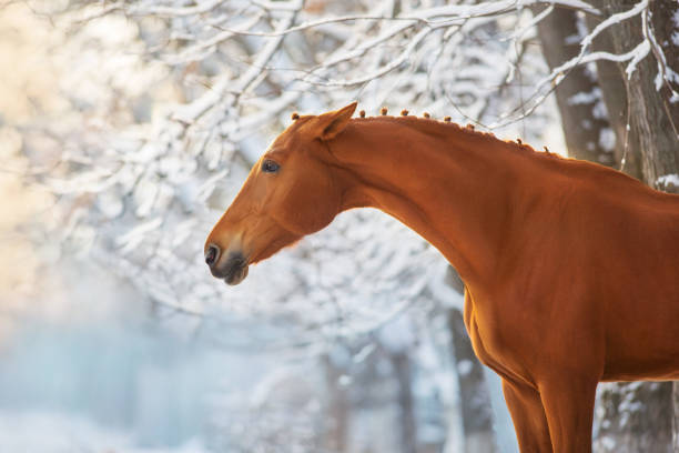 Beautifull horse walking on the snow