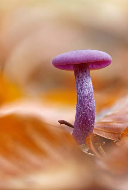 istock Little purple mushroom between colorful Autumn leafs 1430742531