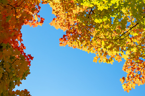 Autumn sky in maple forest