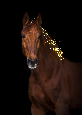 horse in christmas wreath. New Year and Christmas horse