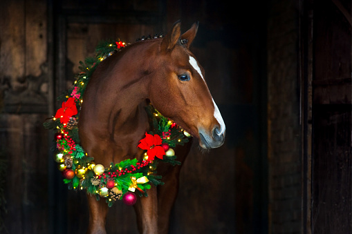 horse in christmas wreath. New Year and Christmas horse