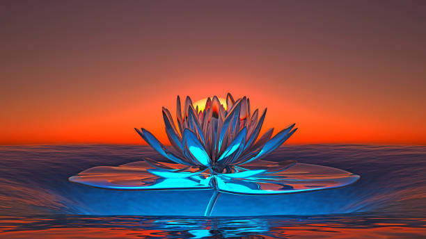 istock huge translucent water lily in the sea at sunset 1430748974