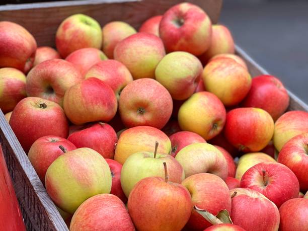 istock Red apples harvest in a box. 1430749158