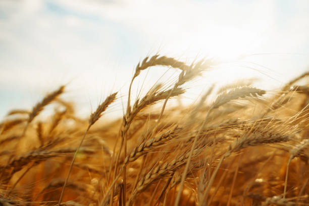 istock Gold wheat field. Growth nature harvest. 1430751034