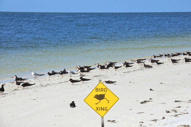 Bird crossing sign in front of a flock of birds on Fort Myers Beach, reminding the public to give birds their space.