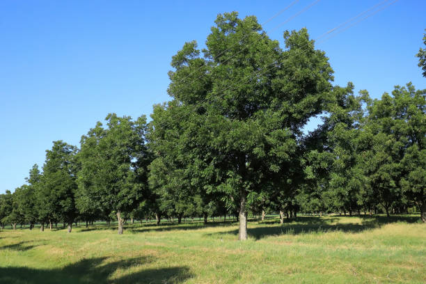 Rows and Rows of Pecan Trees stock photo