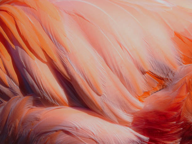 Abstract feathers of the American or Caribbean Flamingo (Phoenicopterus ruber)  at Busch Gardens Tampa, Florida