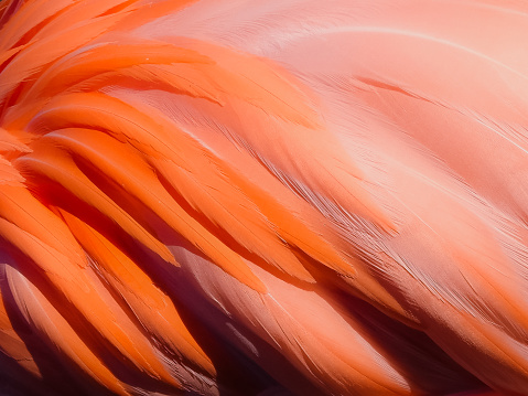Abstract feathers of the American or Caribbean Flamingo (Phoenicopterus ruber)  at Busch Gardens Tampa, Florida