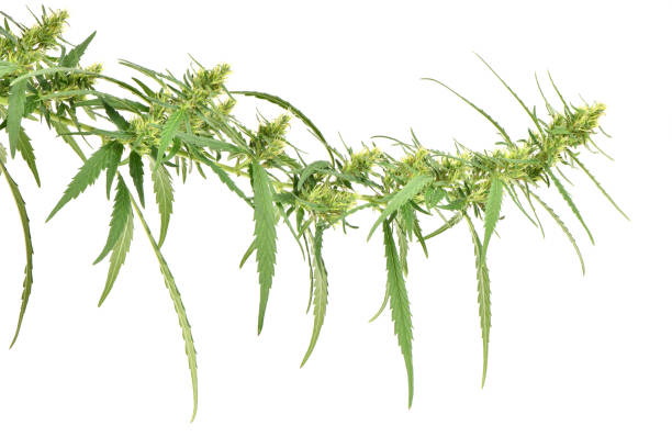 green marijuana cannabis sprout on white background - white indian hemp imagens e fotografias de stock