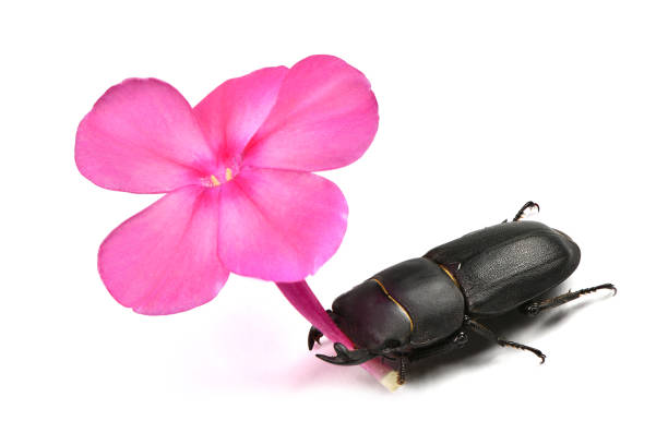 Male lesser stag beetle, Dorcus parallelipipedus hold violet flower of phlox in jaw on white background. High resolution photo. Full depth of field.