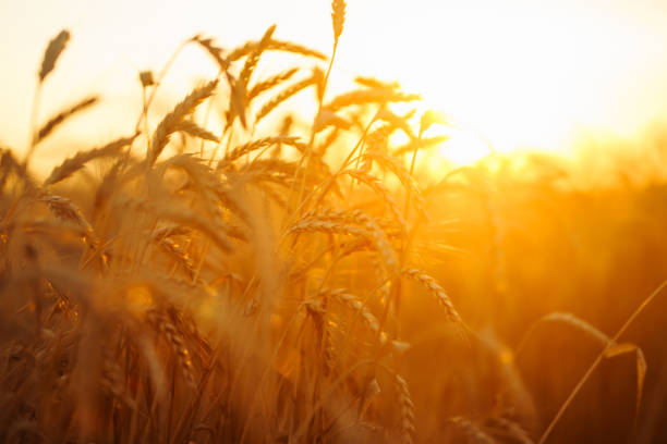 istock Wheat spikelets in a field at sunset 1430758696