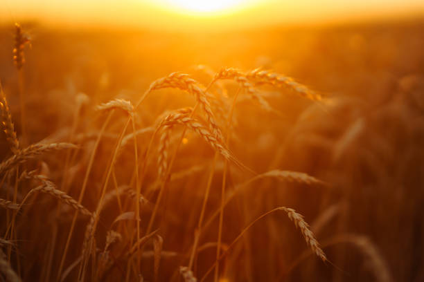 istock Wheat spikelets in a field at sunset 1430758736