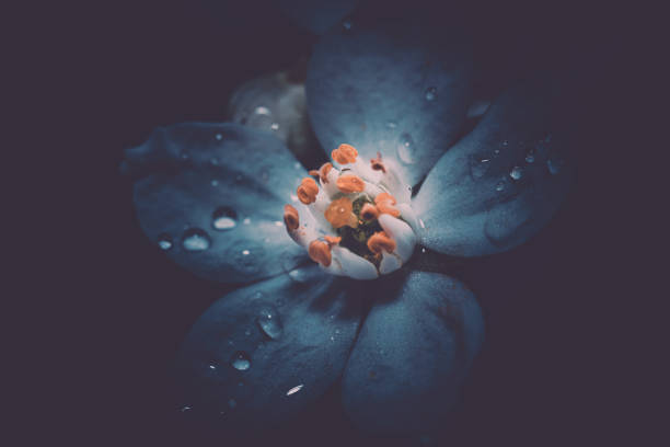 Inspired from animations that produce colors in flowers that you probably will never see. A blurr experiment in trying to make a flower look like a fantasy