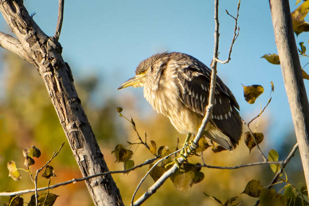 Young Black-crowned Night-Heron perched on a tree on an early autumn morning stock photo