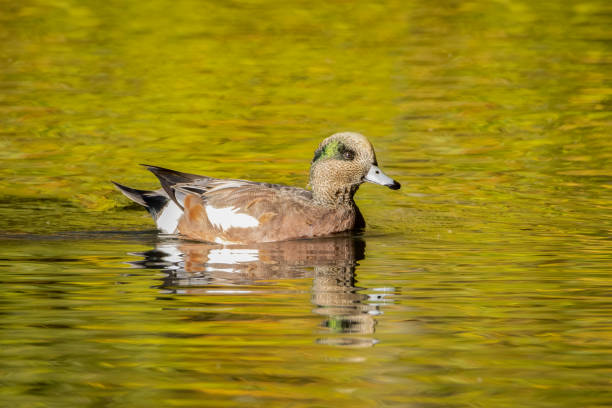 Male American Wigeon swimming in a swamp on an autumn early morning stock photo