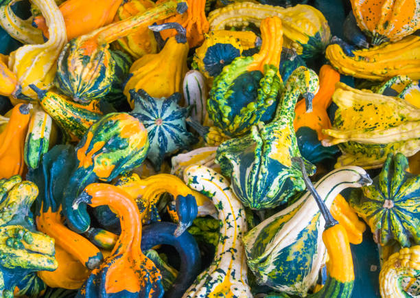 istock Colorful Autumn Gourd Abstract 1430760652