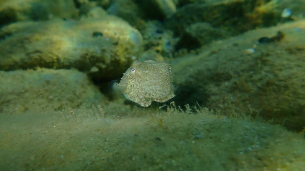 istock Common cuttlefish or European common cuttlefish (Sepia officinalis) undersea, Aegean Sea 1430760833