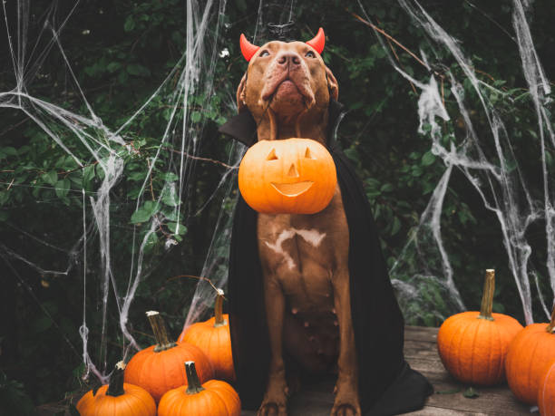 istock Charming, sweet brown dog and Count Dracula costume 1430761073