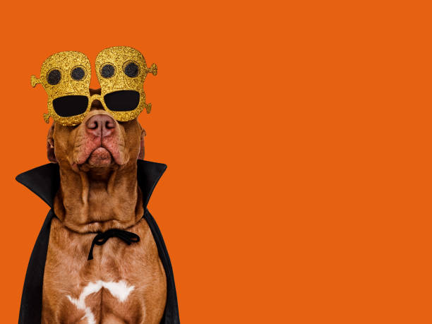 istock Charming, lovable brown dog and Count Dracula costume 1430761188