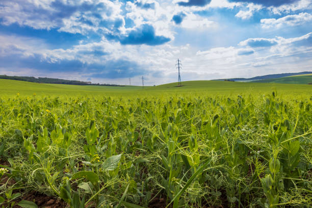 istock A pea field on which stands a high voltage electric pole. 1430763157