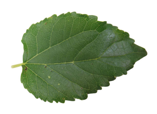 istock Leaf black mulberry (Morus nigra) on white background, green, rough on upper surfaces, often producing leaves of several different shapes. The upper sides or adaxial face (ADET). 1430764183