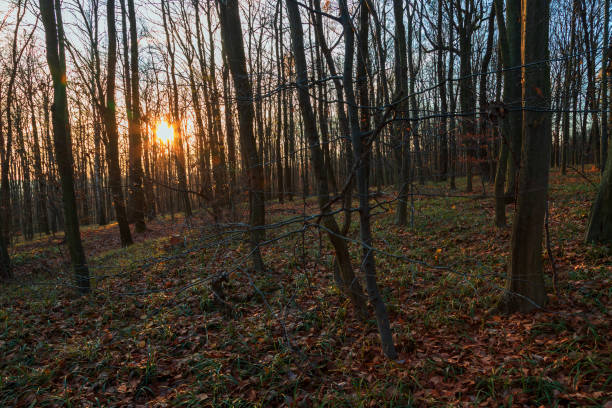istock The setting sun in the woods among the trees. 1430764266