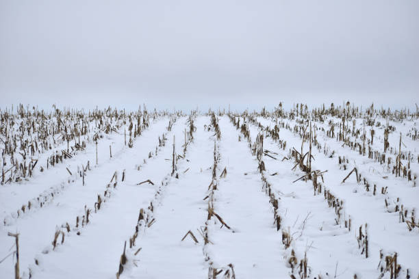 stoppie di mais su un campo sotto la neve. - corn snow field winter foto e immagini stock