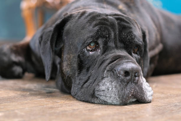 istock Six-year-old male Italian Cane Corso 1430764619