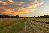 Large grassy meadow with Pohansko. There is a dramatic sky in the sky at sunrise.