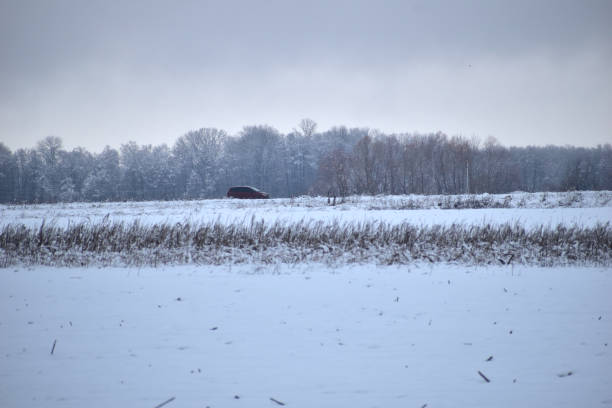 Canoe on land in high and dry grass in front of beach rose bushes and birch trees