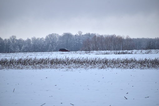 The picture shows a natural landscape consisting of a snow-covered field and tall trees on the horizon.