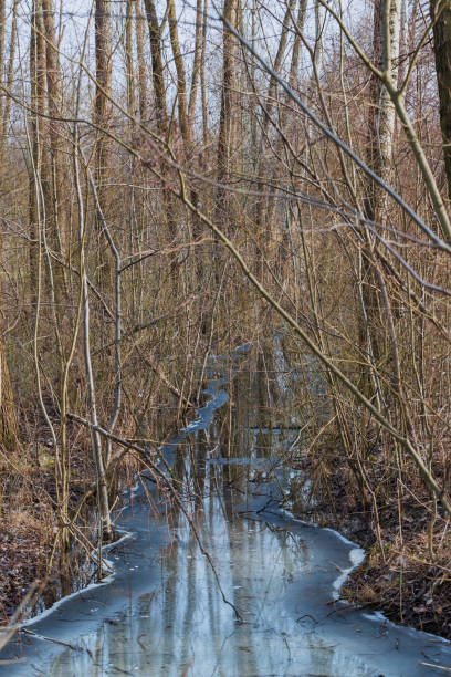 istock Floodplain forest. There is frozen water between the trees 1430766659