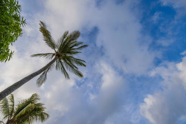 Beautiful bottom-up view on palm tree tops on blue sky with puffy white clouds background. Aruba.