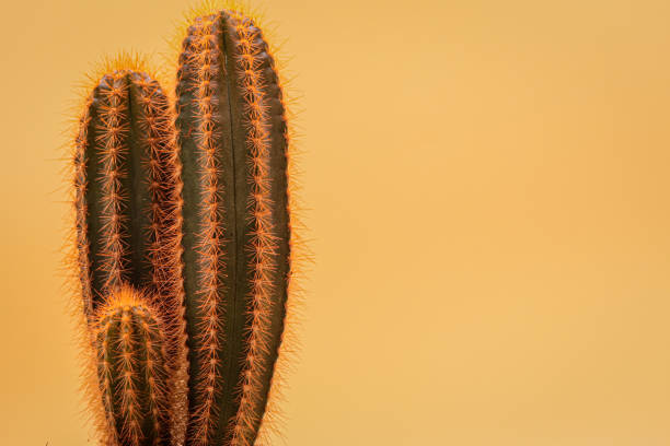 istock painted orange cactus on an orange background 1430768693