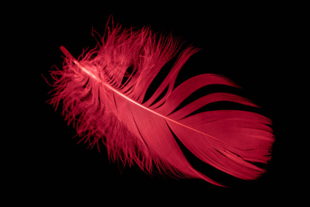 istock a red goose feather on a black isolated background 1430769339