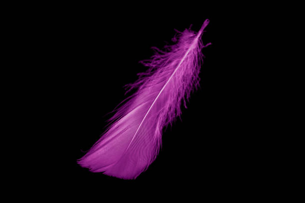 istock violet feather goose on a black isolated background 1430769345